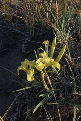 Iris potaninii