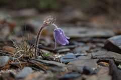 Pulsatilla ambigua