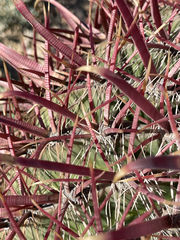 Ferocactus gracilis