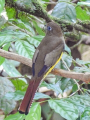 Trogon rufus