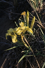 Iris potaninii