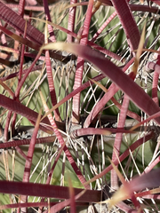 Ferocactus gracilis