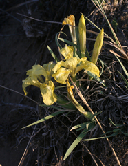 Iris potaninii