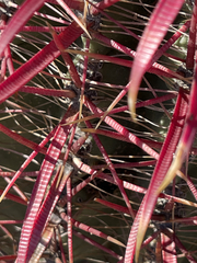 Ferocactus gracilis