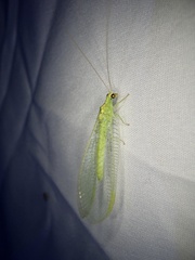 Chrysopa pallens-group