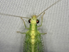 Chrysopa pallens-group