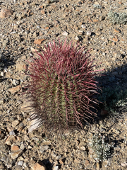 Ferocactus gracilis