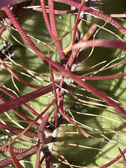 Ferocactus gracilis
