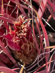 Ferocactus gracilis