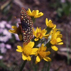Euphydryas editha