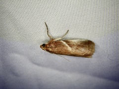 Acrobasis ferruginella