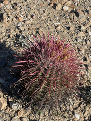 Ferocactus gracilis coloratus