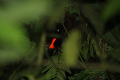 Ramphocelus passerinii