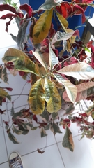 Codiaeum variegatum
