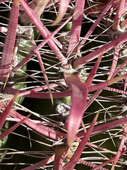 Ferocactus gracilis coloratus