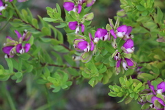 Polygala