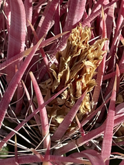 Ferocactus gracilis coloratus
