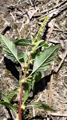 Amaranthus spinosus