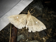 Cidariplura gladiata
