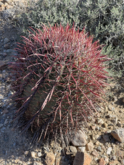 Ferocactus gracilis coloratus