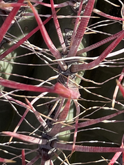 Ferocactus gracilis coloratus