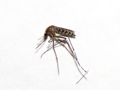 Aedes taeniorhynchus