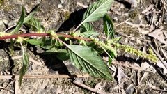 Amaranthus spinosus