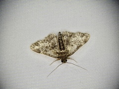 Paragona inchoata