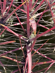 Ferocactus gracilis coloratus