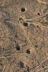 Rodentia