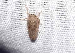 Curtara insularis