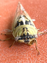 Megatibicen dealbatus