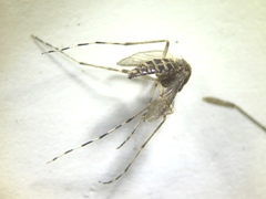 Aedes sollicitans