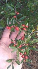 Ilex myrtifolia