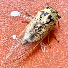 Megatibicen dealbatus
