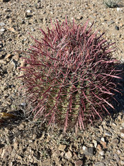 Ferocactus