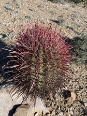 Ferocactus