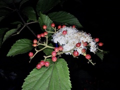 Viburnum dilatatum