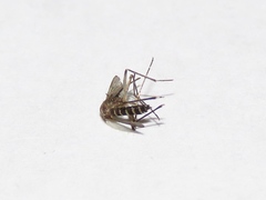 Aedes taeniorhynchus