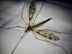 Tipula serricauda