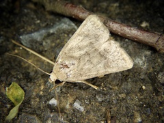 Athetis stellata