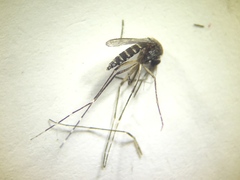 Aedes taeniorhynchus
