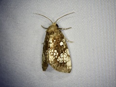 Dysmilichia gemella