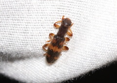 Cymatodera undulata