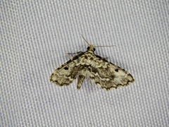 Sufetula sunidesalis