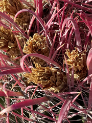 Ferocactus gracilis coloratus