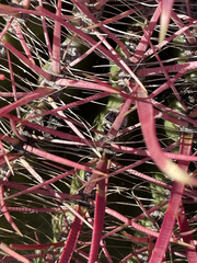 Ferocactus gracilis coloratus