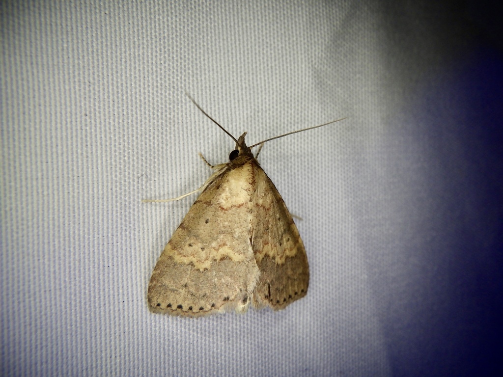Dunira fasciata