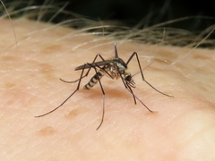 Aedes triseriatus