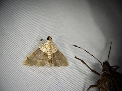 Agrotera posticalis